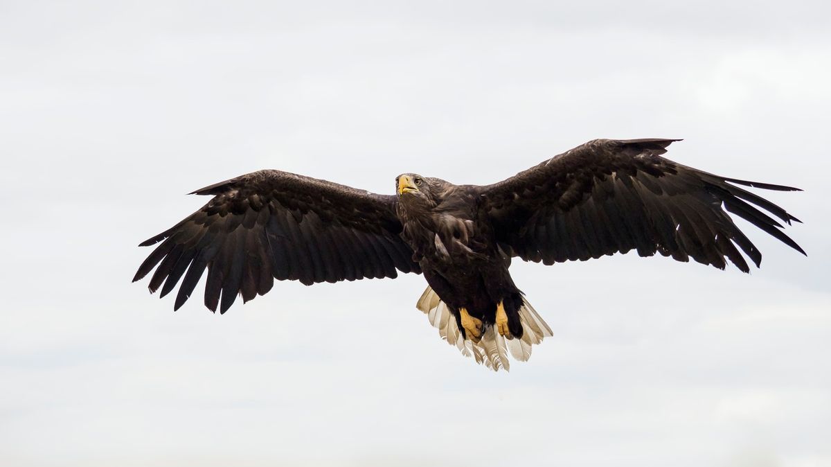 V rezervaci u Milovic poprvé zaznamenali orla mořského